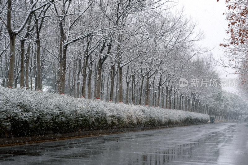 冬季下雪公园道路树木