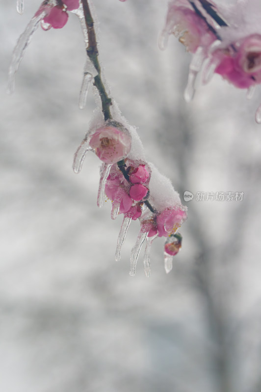 武汉东湖梅园雪中梅花盛开