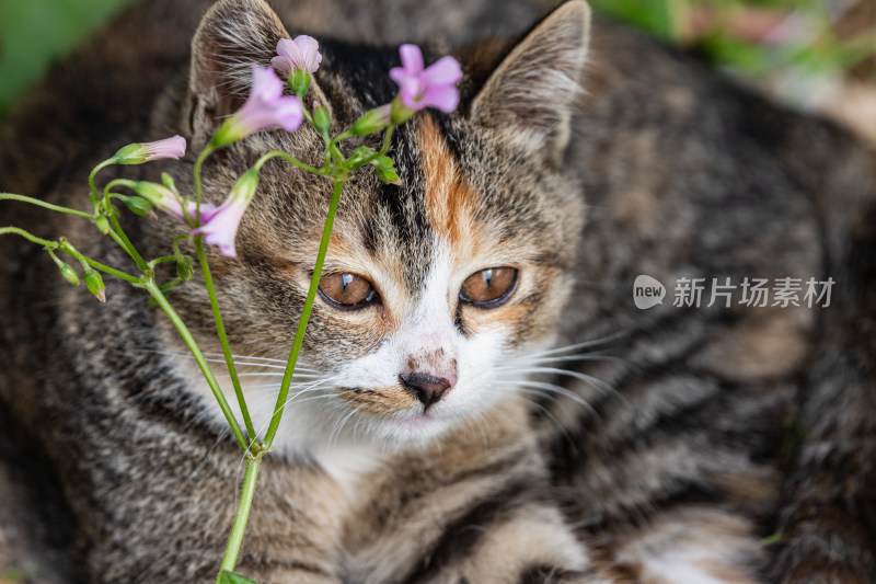 小猫咪、狸花猫、宠物猫