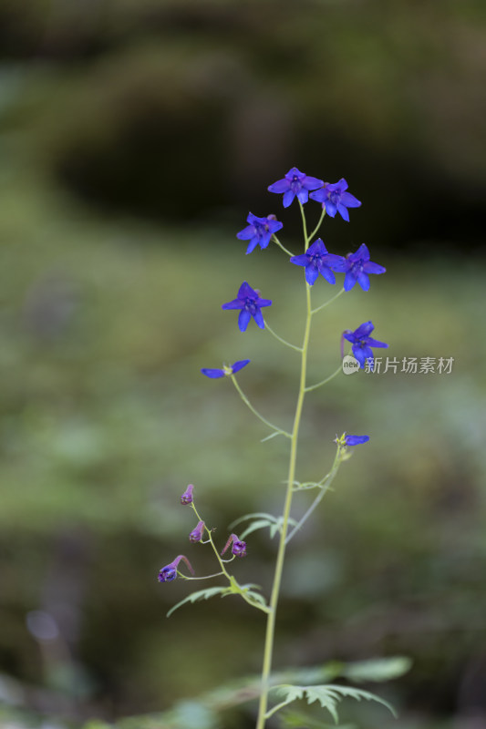 夏天山野里生长绽放的紫色翠雀花