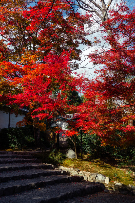 枫叶 庭院 日式 秋天 寺庙