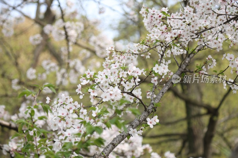 盛开的白色樱花树枝特写