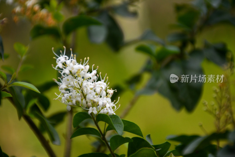 特写白色花卉绿植