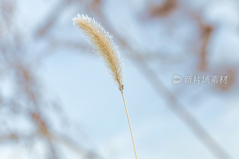 覆霜狗尾草特写