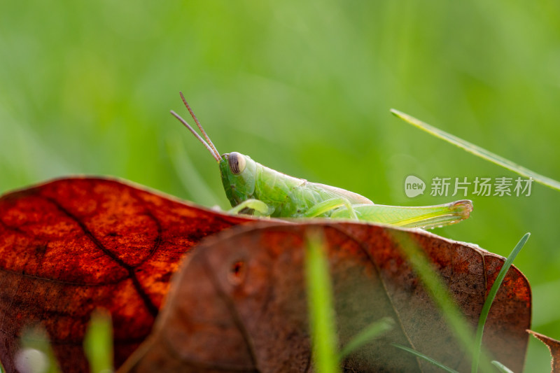 蝗虫蚂蚱微距生态摄影