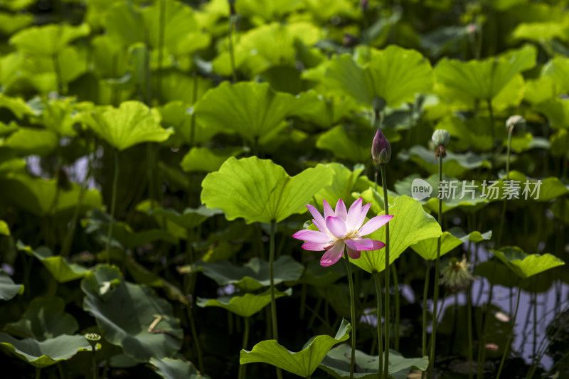 夏季公园荷塘荷叶丛中荷花特写