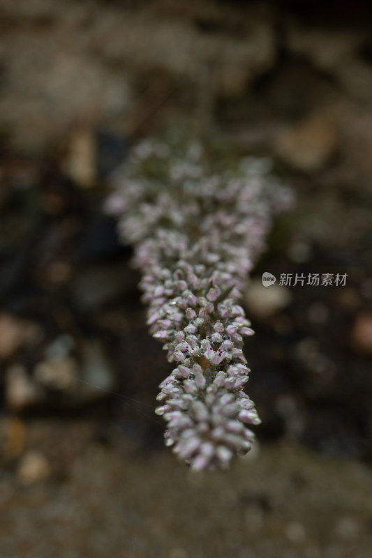 山野植物