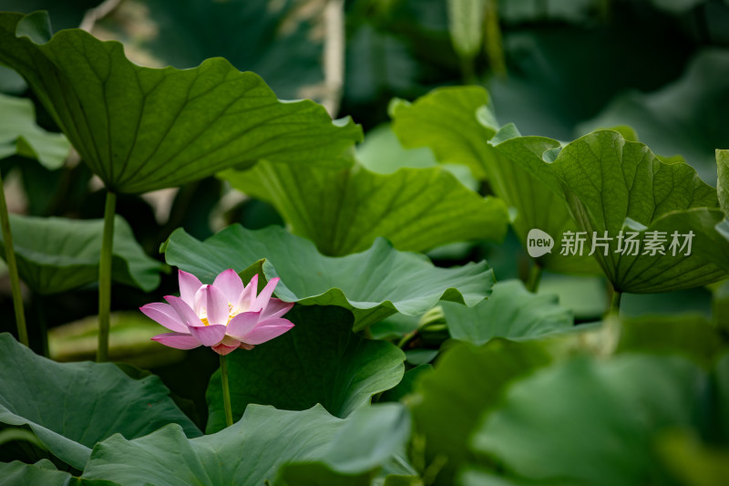 正在盛开的莲花荷花