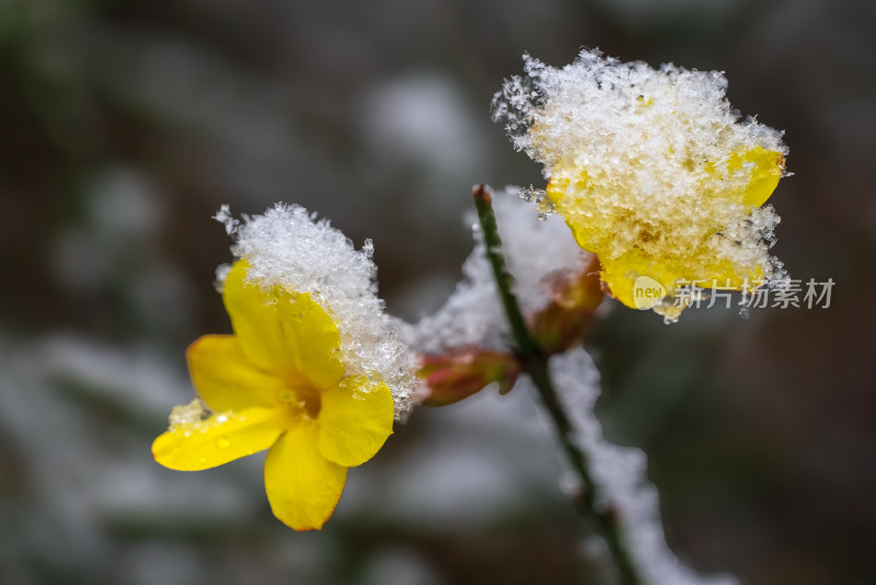 春天雪中的迎春花