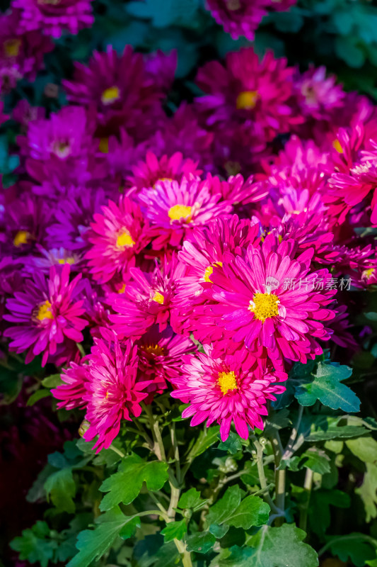 户外秋日菊花特写