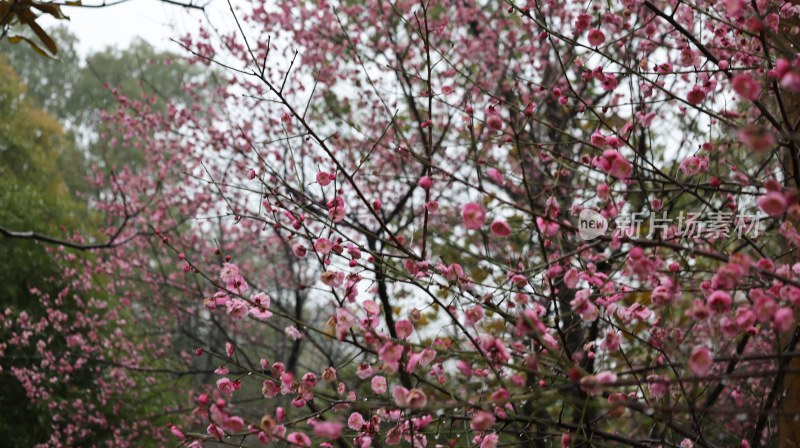 雨中盛开的繁茂粉色梅花树景观