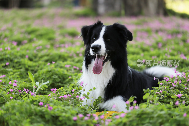 边境牧羊犬