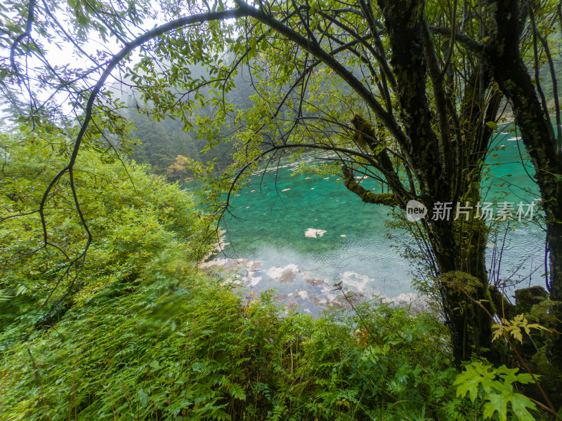 静谧的森林与湖景