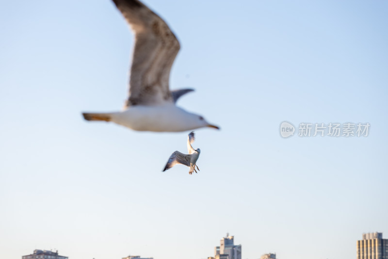 城市上空飞翔的海鸥