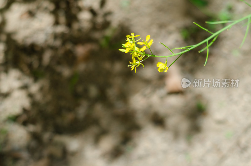 晚春即将落花结果的油菜花