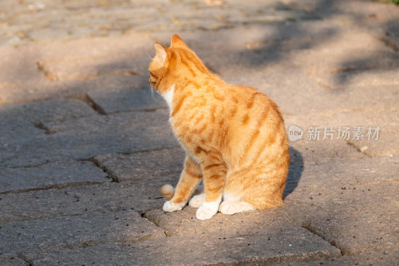 镜头中的橘猫