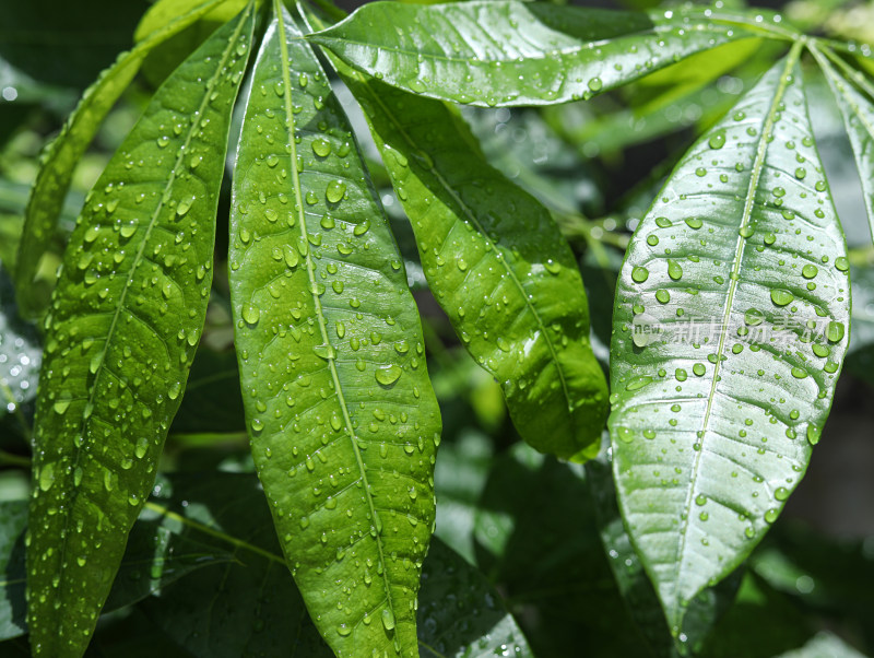 春天绿色的树叶叶子和上面的雨滴水滴露水