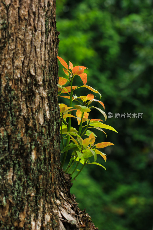 树干上长出的嫩芽枝叶