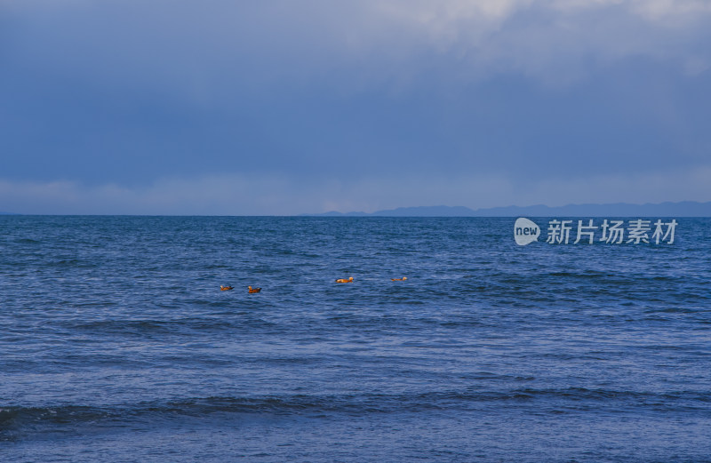 青海青海湖候鸟水鸟野生动物与湖景风光