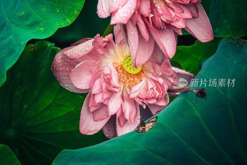 夏天雨后的荷花挂满水珠