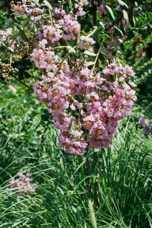 北京国家植物园紫薇花