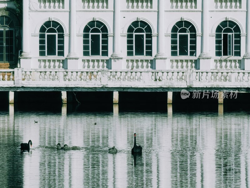 广州市流花湖公园的黑天鹅