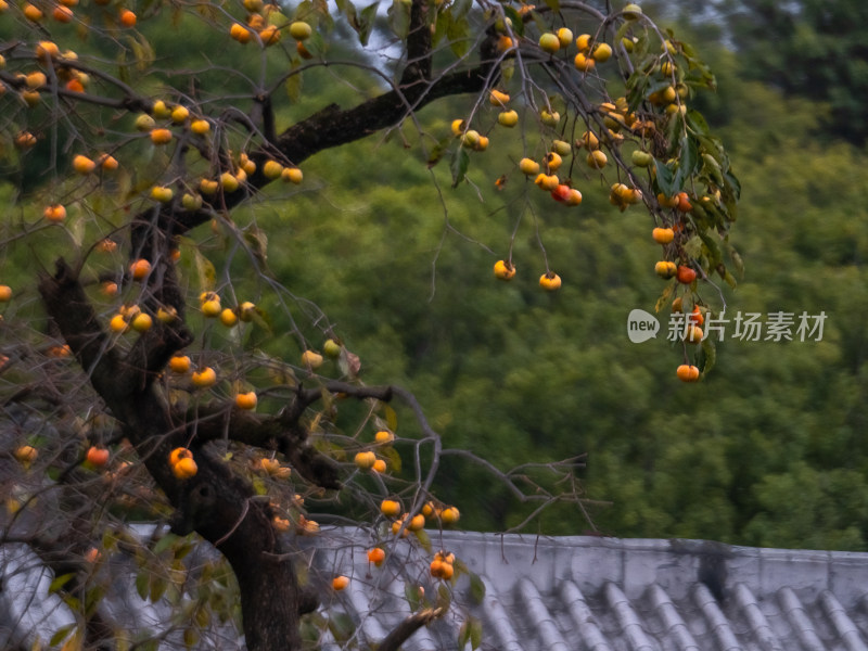 安徽池州市石台县牯牛降景区山林中的水磨坊