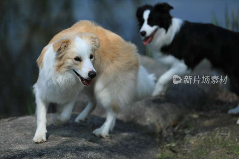 公园里玩耍的两只边境牧羊犬