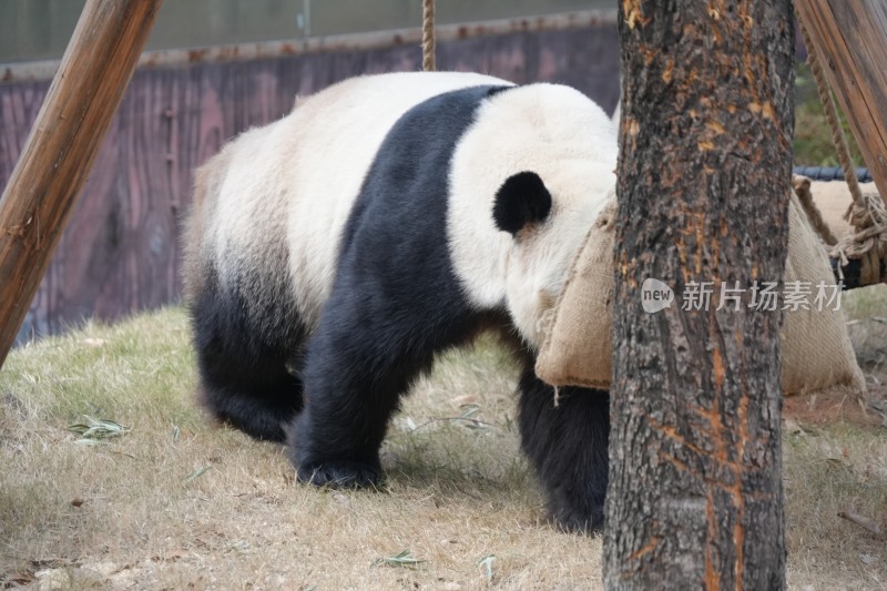 动物园内大熊猫低头活动