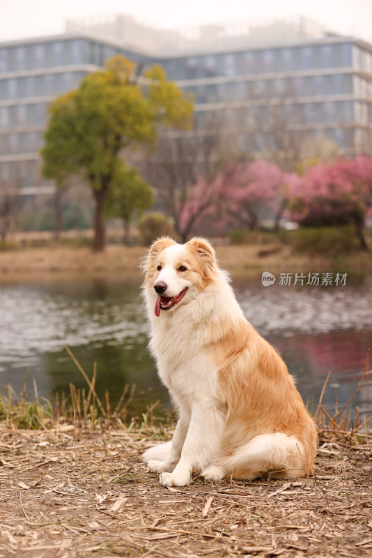 坐在湖边梅花树下的边境牧羊犬