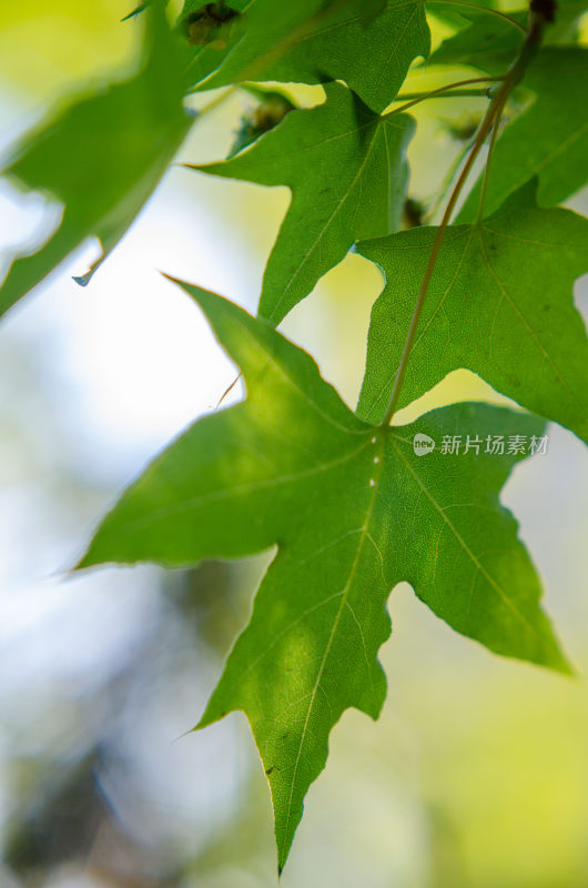 特写绿色植物叶片