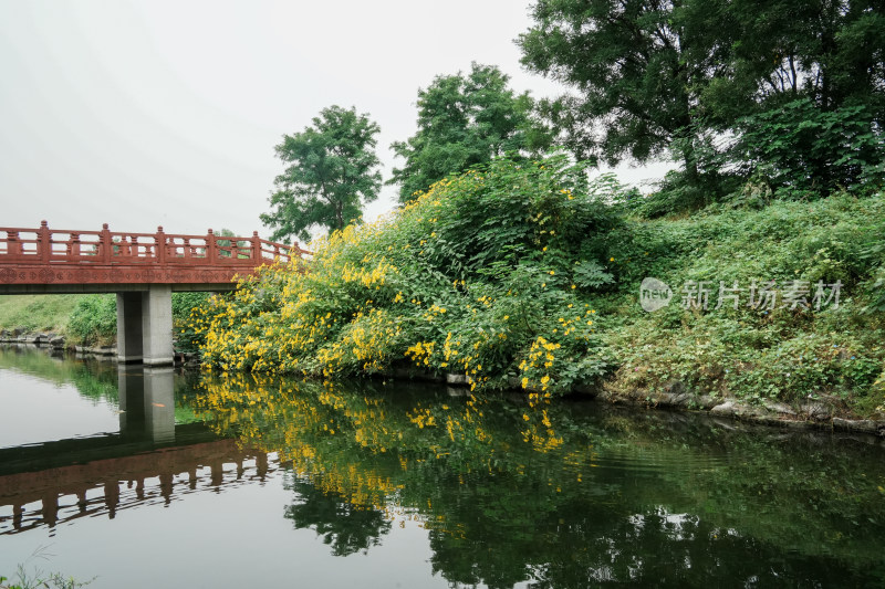 北京圆明园公园盛开的菊花