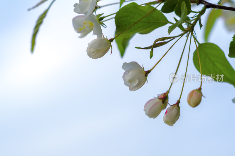 一簇白色海棠花花苞特写