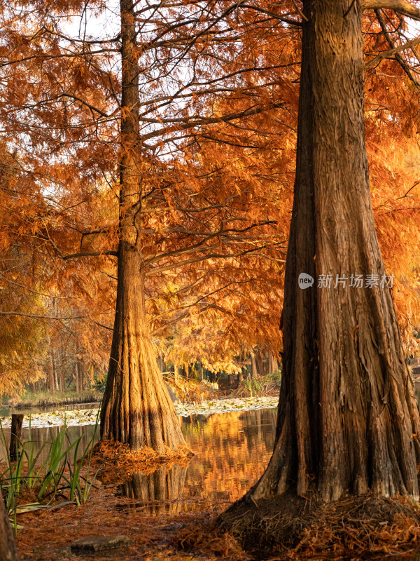 南京明孝陵，秋天的的金黄色水杉自然风景