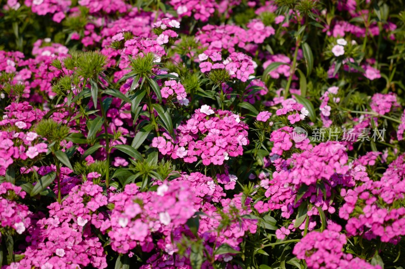 厦门园博苑郁金香花展上的须苞石竹