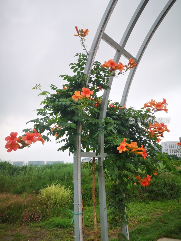 爬山虎开花