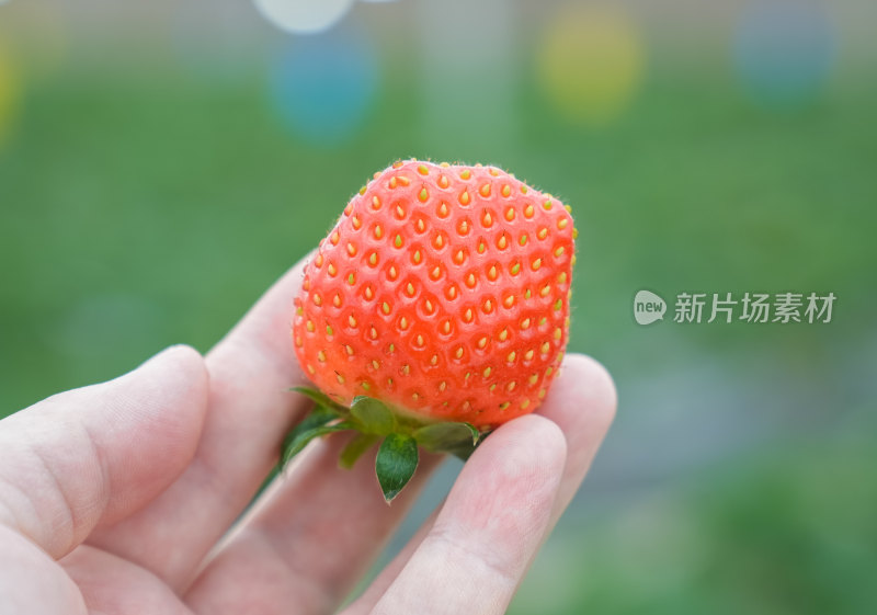 一粒草莓在手上