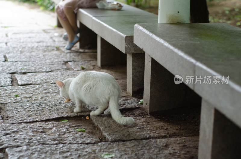 公园里一只白色的流浪猫正在觅食