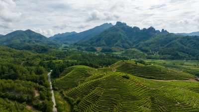 航拍武夷山绿色茶山茶园 优质大红袍产区