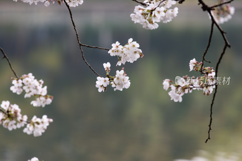 春天盛开的樱花特写