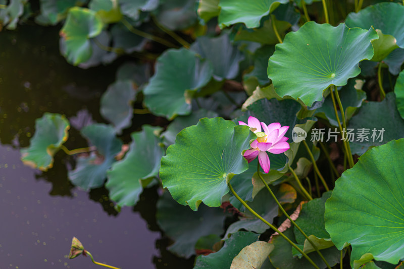 夏天的荷花