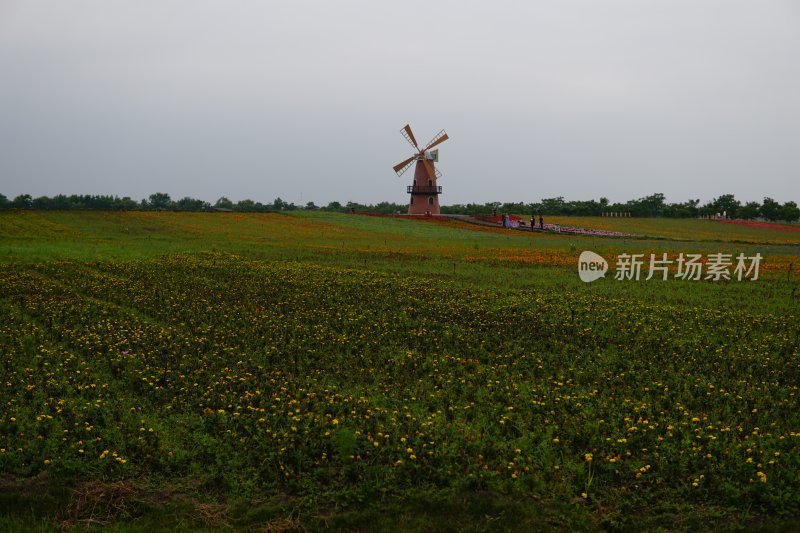 花草 微距摄影 城市风光