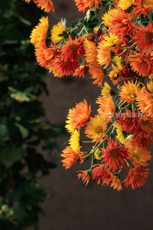 菊花鲜花实拍素材