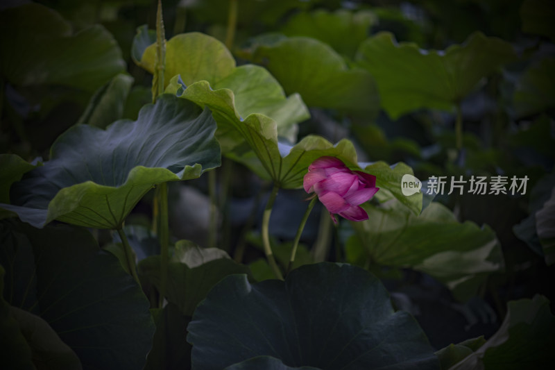 云南春城翠湖夏雨荷才露尖尖角