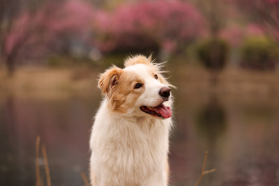 坐在梅花树下的边境牧羊犬