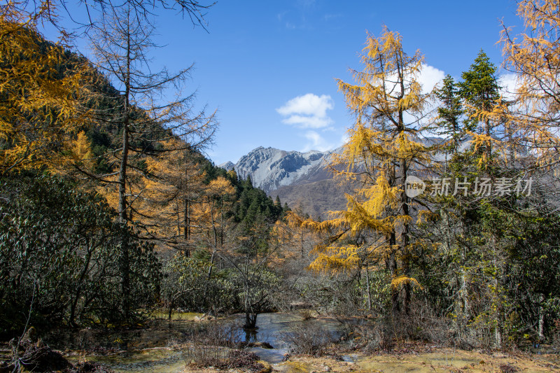 四川阿坝黄龙景区秋日山林流水