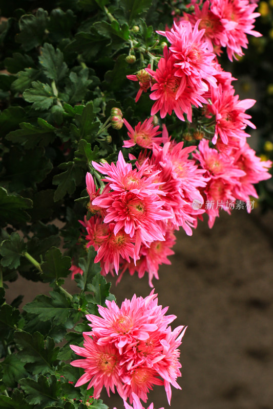 菊花鲜花实拍素材