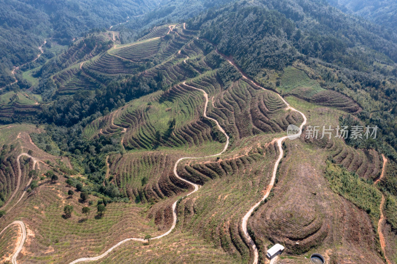 山坡上的梯田 经济作物种植基地