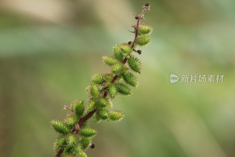 苍耳，苍耳子，老苍子，刺八裸，苍浪子