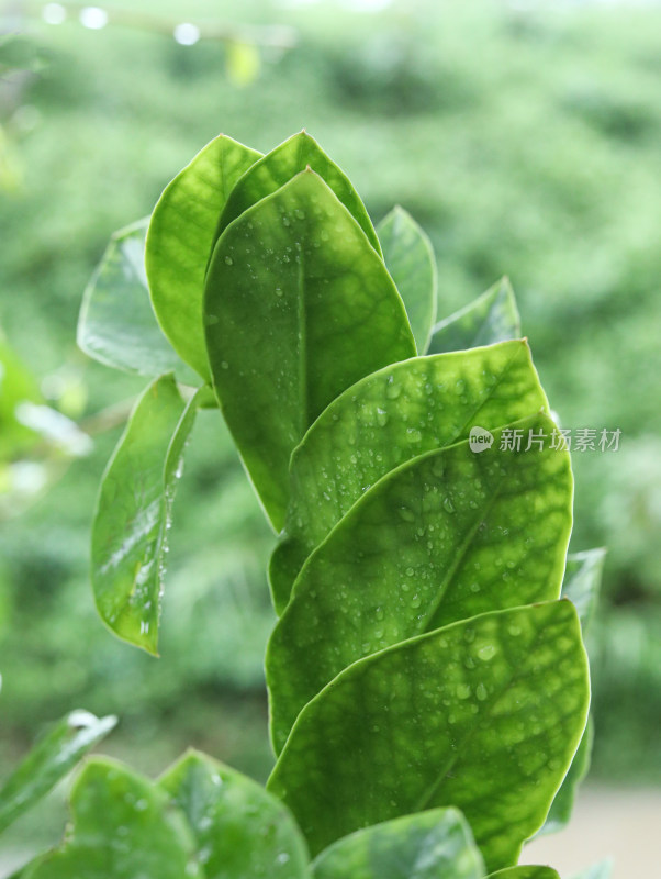 春天绿色的植物叶子树叶和水滴雨滴